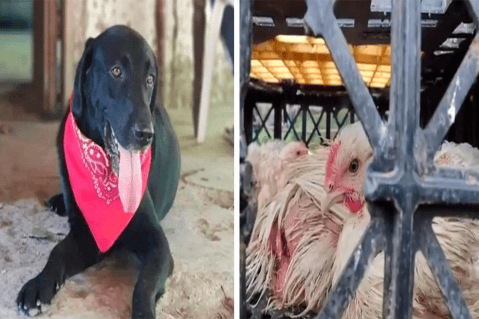 Tribunal de Cundinamarca ordena expedir política de protección animal