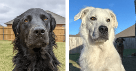 Un perro pasó de ser de color negro a blanco por una enfermedad: ¿de qué se trata?