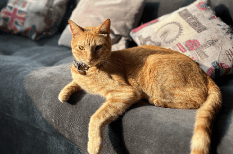 Rescatan a gato que duró 46 horas atrapado en la cima de un árbol: así lo salvaron