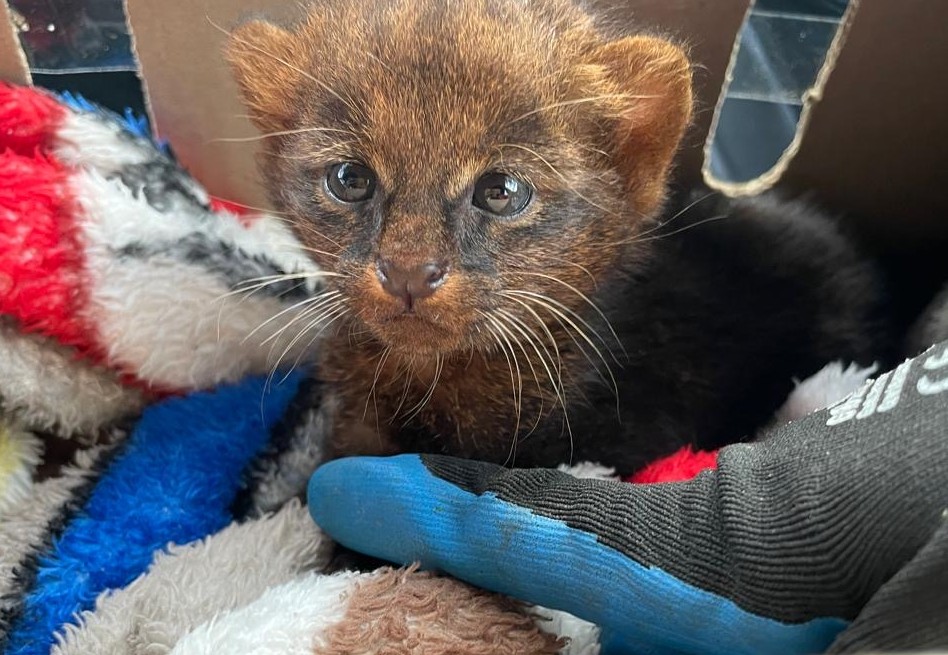 El yaguarundí, a pesar de su apariencia similar a un gato doméstico, es un felino con características únicas.