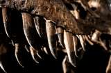 El negocio millonario de los fósiles de dinosaurios reduce su acceso a la ciencia