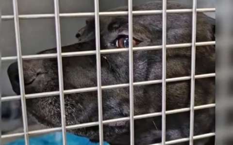 Sora, perrita que pasó 900 días en un refugio, fue adoptada y devuelta en un día