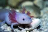 Por primera vez decodifican el genoma del axolotl, un animal capaz de regenerar sus tejidos