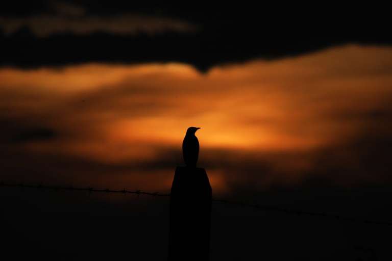 Uno de los atractivos turísticos de la región son sus atardeceres. Los animales se posan en los árboles para contemplarlos.