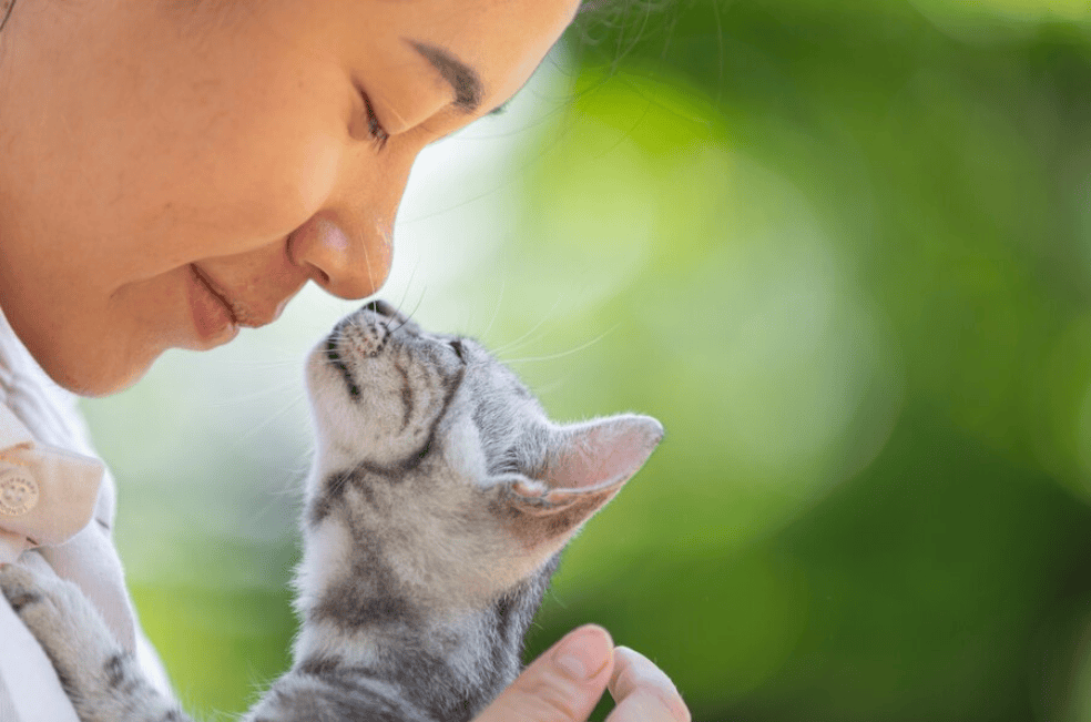 ¿Por qué los gatos se acercan a la cara?