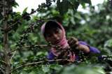 Colombia terminó 2019 con una producción cafetera de 14,8 millones de sacos