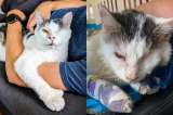 Tras “sobrevivir a lo peor”, el gato Darius está listo para ser adoptado (video)