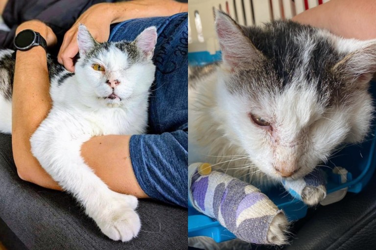 Tras “sobrevivir a lo peor”, el gato Darius está listo para ser adoptado (video)