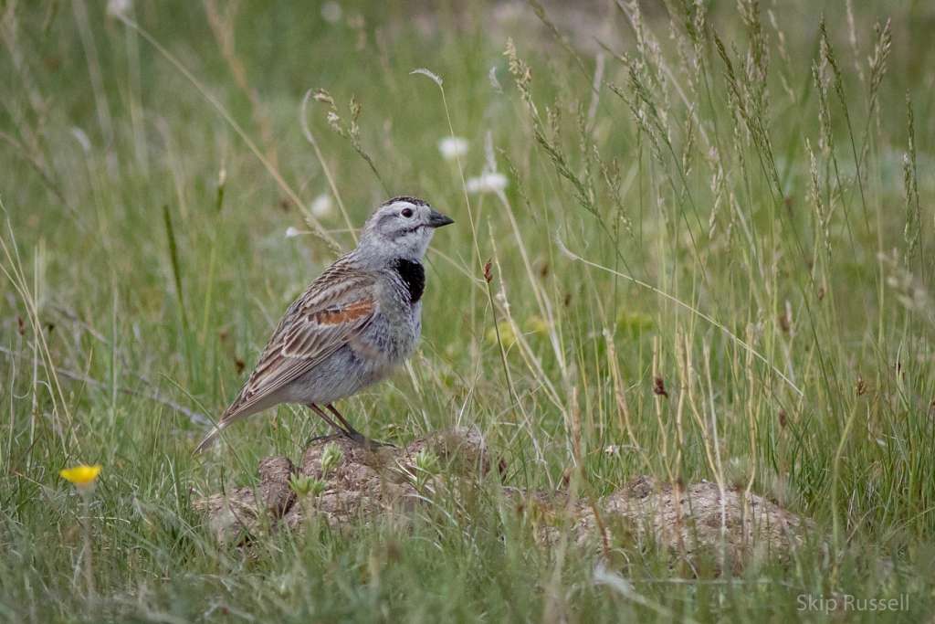 "Longspur de pico grueso”, que antes del 2020 tenía el nombre de “McCown’s longspur”, en alusión a John P. McCown, un general del Ejército confederado que luchó durante años por mantener la esclavitud en EE. UU.