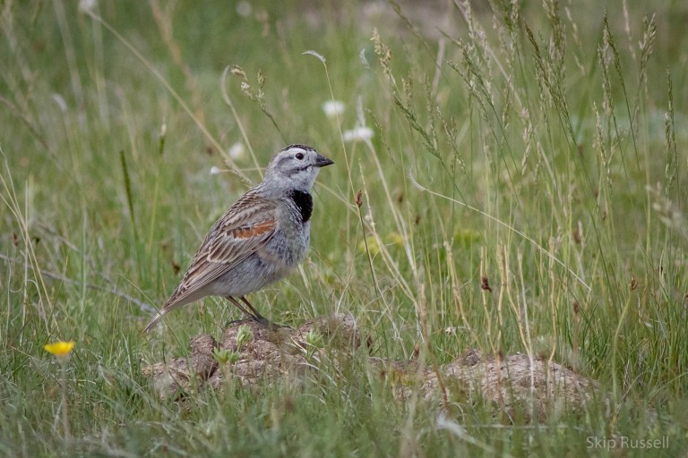 Norteamérica cambiará el nombre a decenas de aves que recuerdan un pasado esclavista