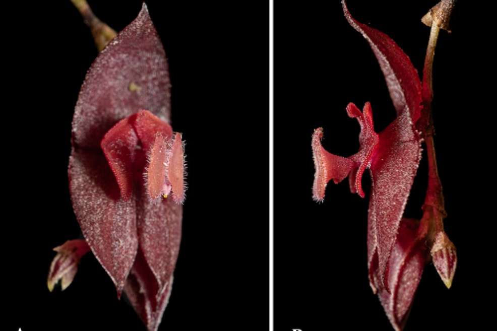 La orquídea "Lepanthes jucas".