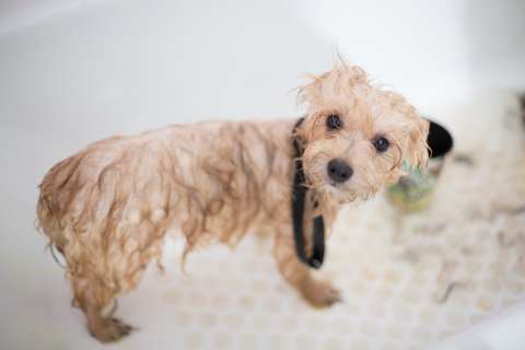 ¿Cada cuánto se debe bañar a un perro?
