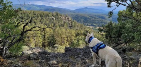 Encuentran a excursionista muerto: su perro nunca se separó de su lado