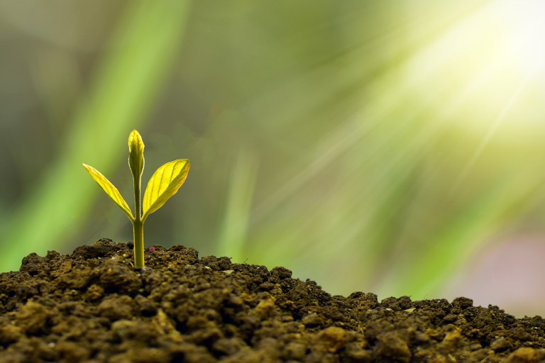 ¿Cómo se nutren las plantas?