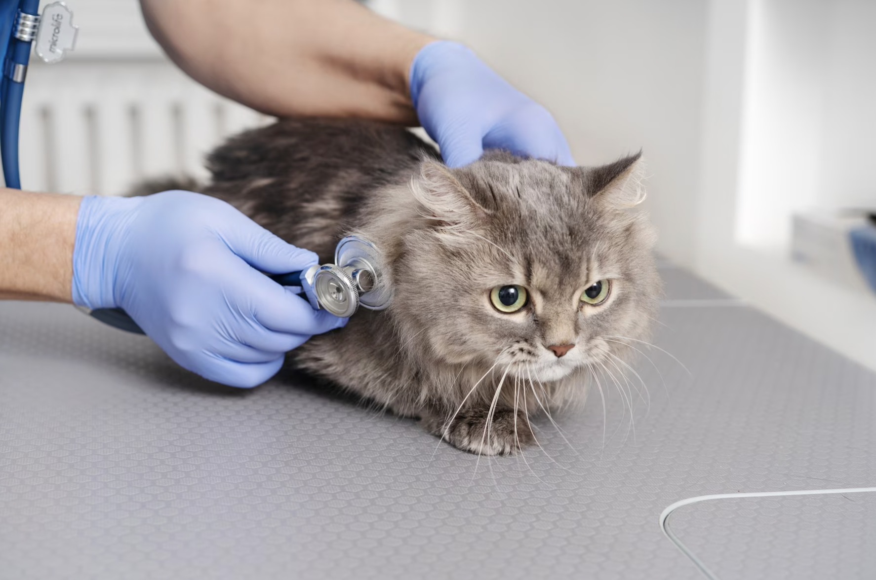 Entre los motivos que llevan a la pérdida de cabello están enfermedades, estrés o etapas en las que el gato muda su melena. En La Red Zoocial le contamos más a cerca de este fenómeno.