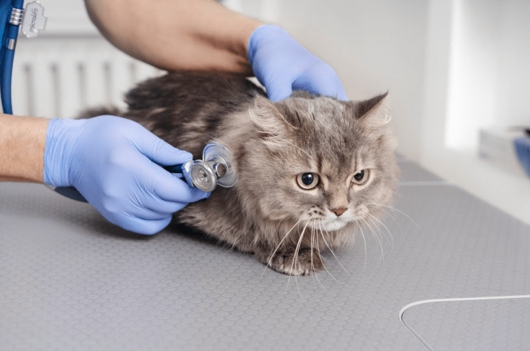 ¿Por qué sueltan mucho pelo los gatos?