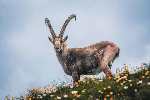 Signos zodiacales: Lo mejor y lo peor de Capricornio