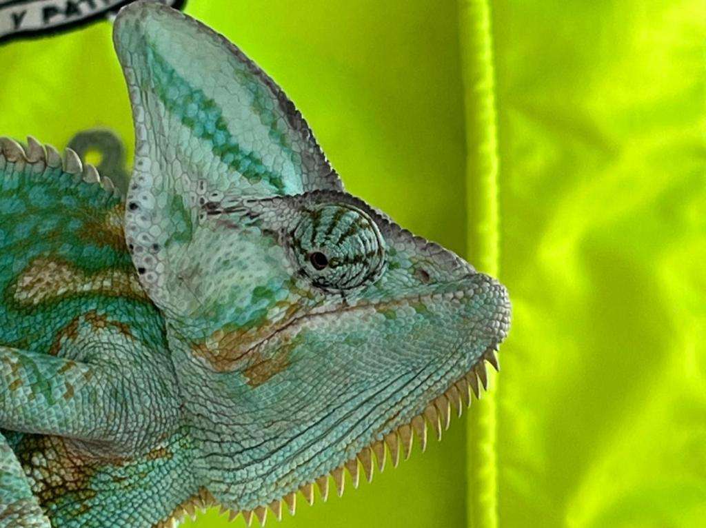 Tráfico de fauna