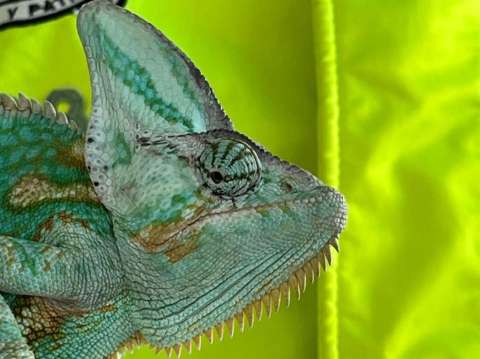 En cifras: así es el tráfico de fauna en Colombia