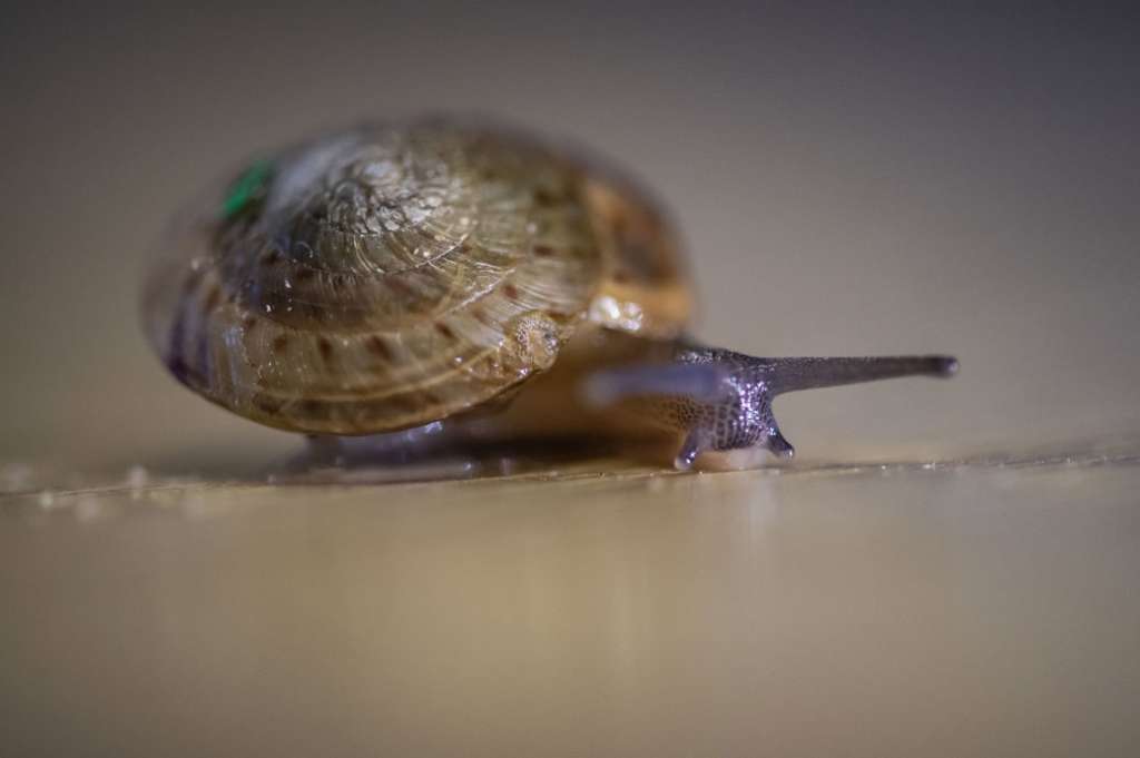 El caracol de Bermudas mayor es un caracol diminuto, del tamaño de un botón, que alguna vez se creyó extinto. /Zoológico de Hester