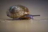 Una especie de caracol que se creía destinada a la extinción, vuelve a prosperar