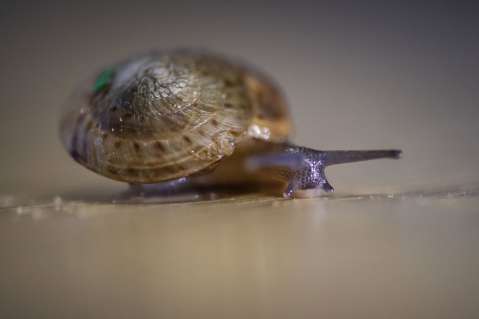 Una especie de caracol que se creía destinada a la extinción, vuelve a prosperar