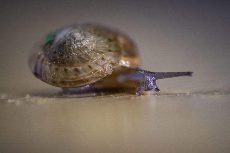 Una especie de caracol que se creía destinada a la extinción, vuelve a prosperar