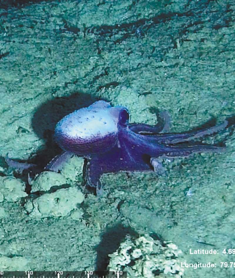 Pulpo que podría ser una especie nueva para la ciencia. / Cortesía Invemar