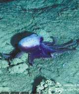 El “oasis” que encontraron las expediciones a las montañas submarinas de Colombia