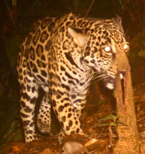 Cámaras trampa captaron a dos pumas y un jaguar en zona boscosa de Buenaventura