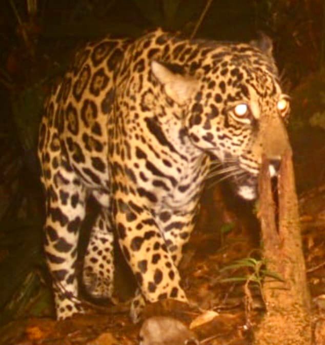 Cámaras trampa captaron a dos pumas y un jaguar en zona boscosa de Buenaventura