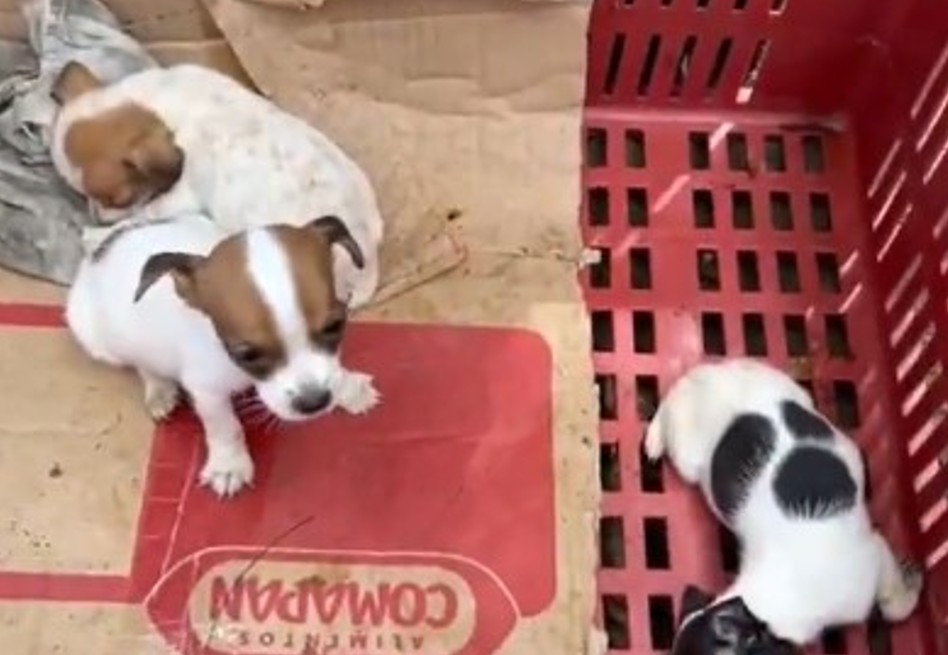 La acción se desarrolló tras varias quejas de la comunidad sobre un presunto criadero ilegal en la zona, utilizado para la venta clandestina de animales.