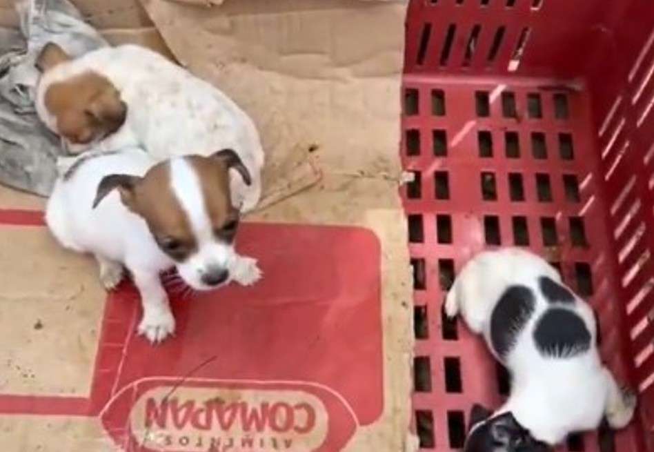 La acción se desarrolló tras varias quejas de la comunidad sobre un presunto criadero ilegal en la zona, utilizado para la venta clandestina de animales.