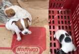Estafadores están cobrando dinero por supuestas adopciones de mascotas: así lo hacen
