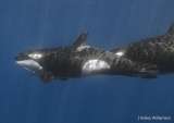 Una manada de orcas adquirió habilidades para cazar al pez más grande del mundo