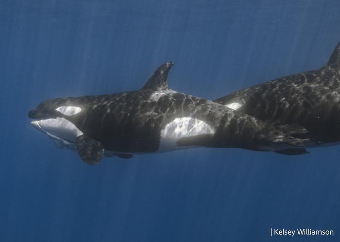 La técnica que utilizan las orcas para cazar a la ballena más grande del mundo