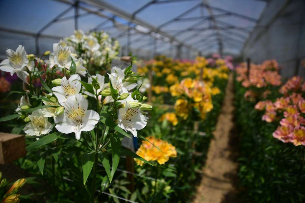 Cultivo de Flores