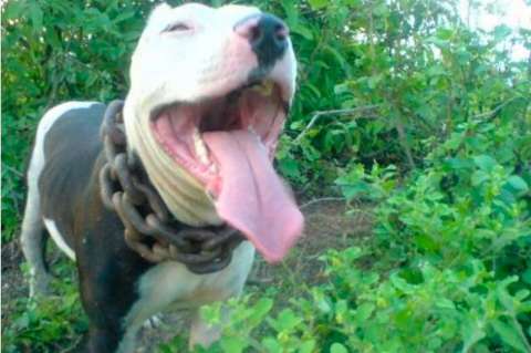 Niña de cuatro años muere tras ser atacada por un perro pitbull en México