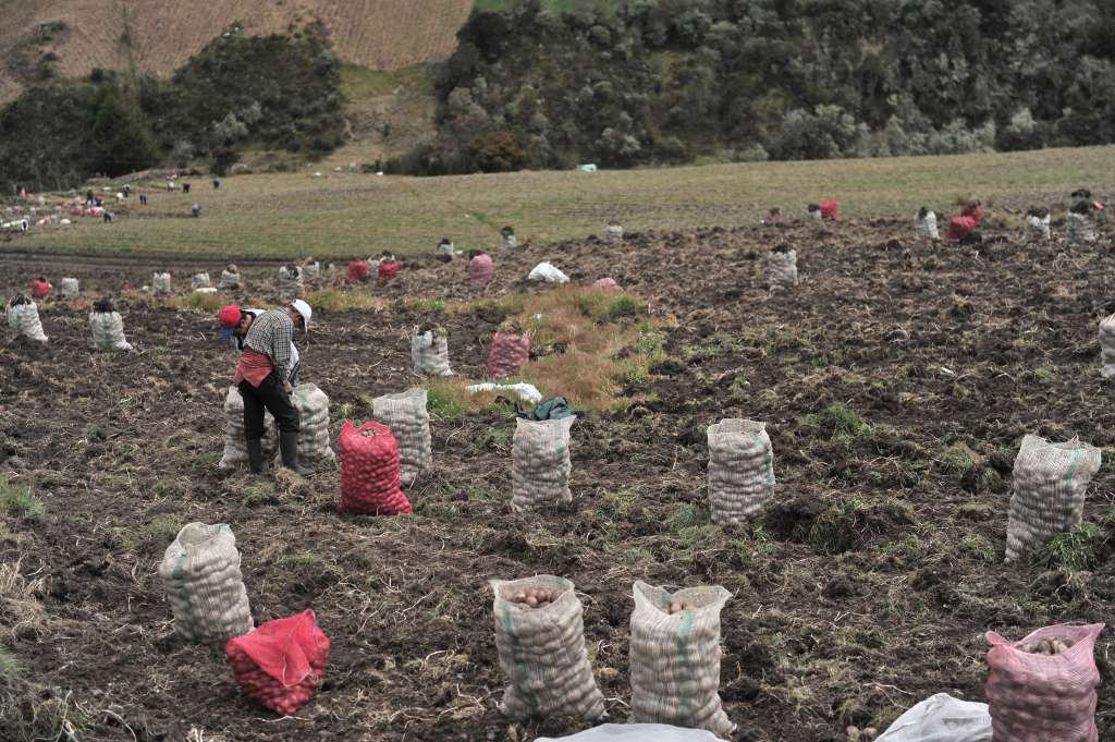 Cultivo y recolección de papa al sur de Bogotá.