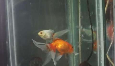 Fede y Magui, los peces que fueron reconocidos como sujetos de derecho en un fallo histórico