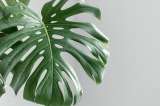 ¿La monstera deliciosa da frutos? Esto pasa cuando la planta logra florecer