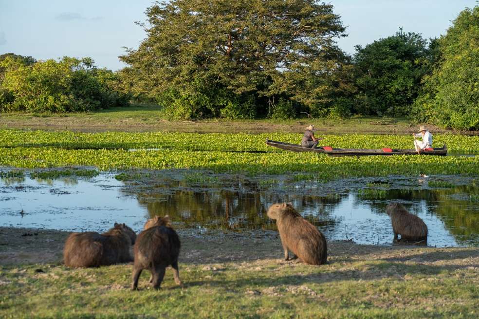 El potencial del Safari Llanero para diversificar la economía de una región enfocada tradicionalmente en la extracción de petróleo está asociado a la generación de empleo.