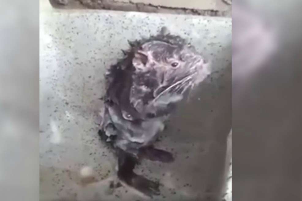 Una supuesta rata enjabonándose fue una de las noticias falsas más populares del 2017.