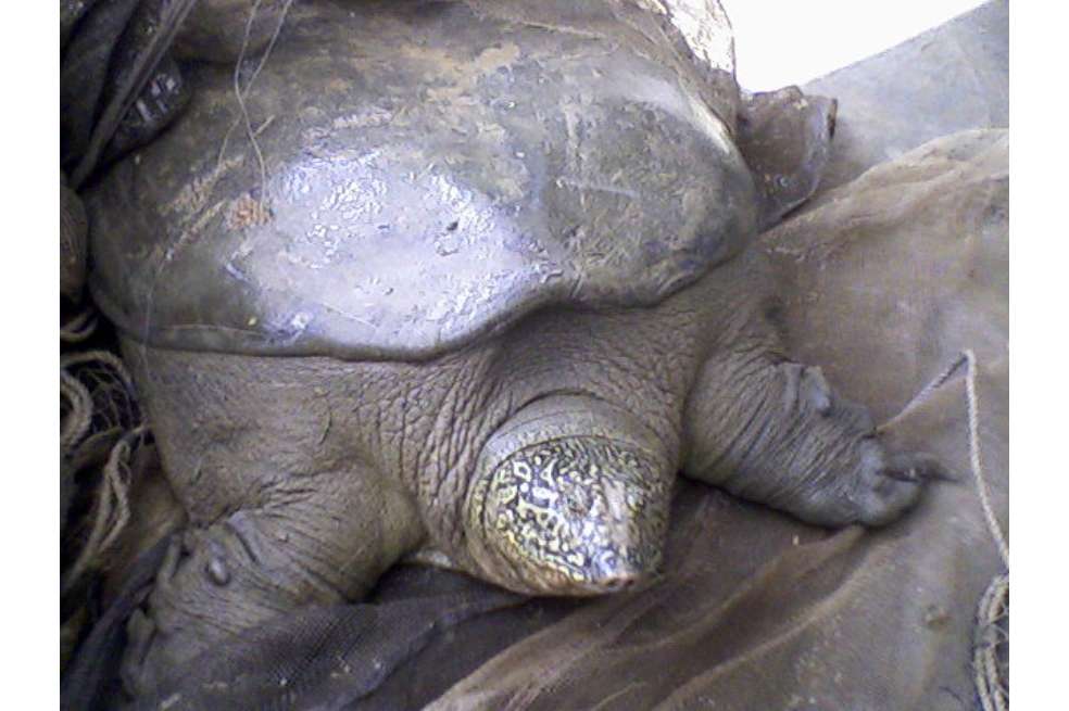 Imagen referencia - En el mundo solo quedan tres ejemplares de la tortuga de caparazón blando del Yangtzé y todas son hombres.