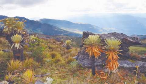 Minambiente y Minminas chocan por delimitación del páramo de Pisba