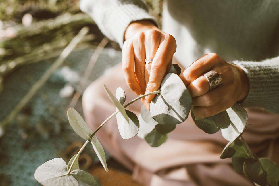 Eucalipto, plantas