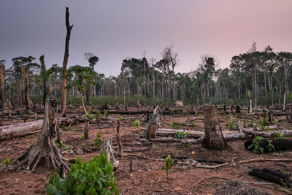 La degradación de la Amazonia implica grandes riesgos para el funcionamiento del planeta y la vida de las personas.