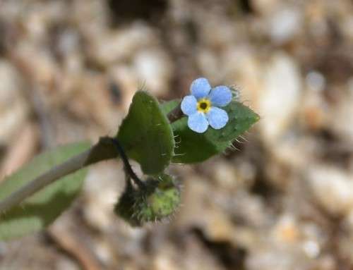 Las flores de la nomevés surgen a inicios de año y desaparecen antes del verano, dispersando apenas unas cuántas semillas.