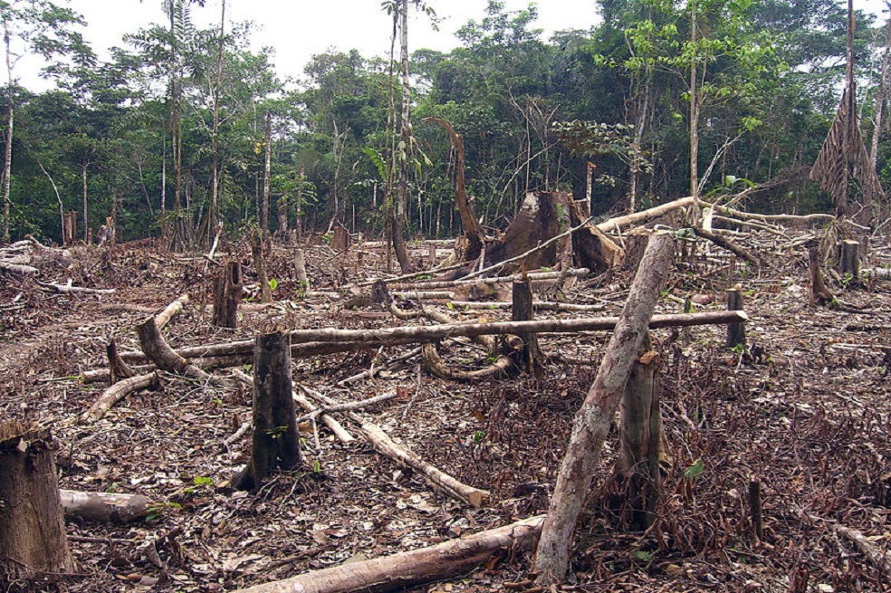 Sólo en un año el país perdió 178.597 hectáreas de bosque. / Matt Zimmerman - Wikicommons