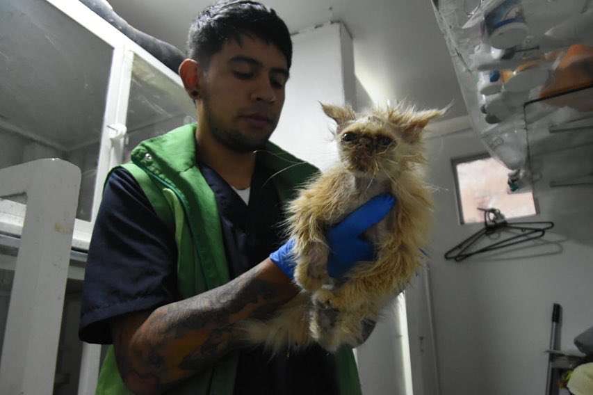 Encuentran gata desnutrida y sin pelo en venta de mascotas en la Caracas